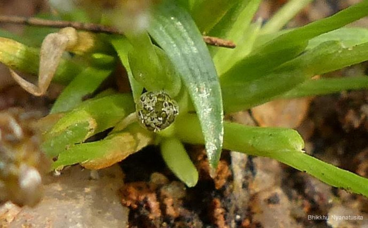 Eriocaulon minimum Lam.